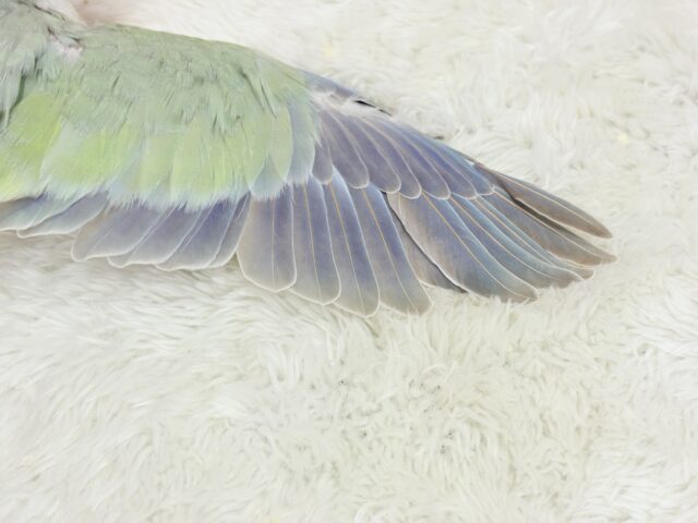 オキナインコ