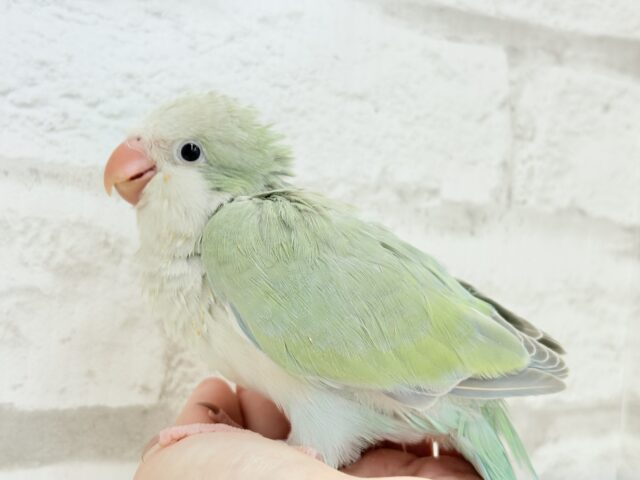 オキナインコ