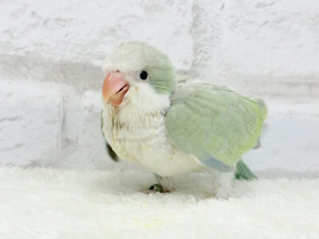 オキナインコ