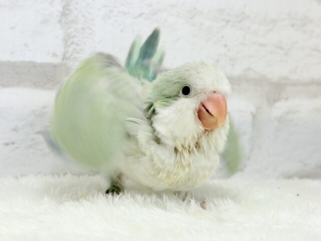 オキナインコ