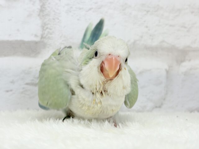 オキナインコ