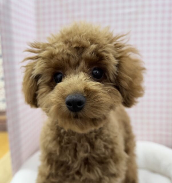 最新!もこふわ!トイプードルちゃん登場! トイプードル
