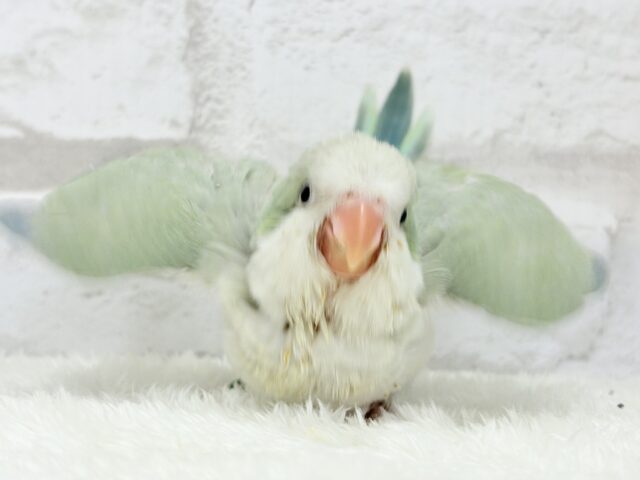 オキナインコ