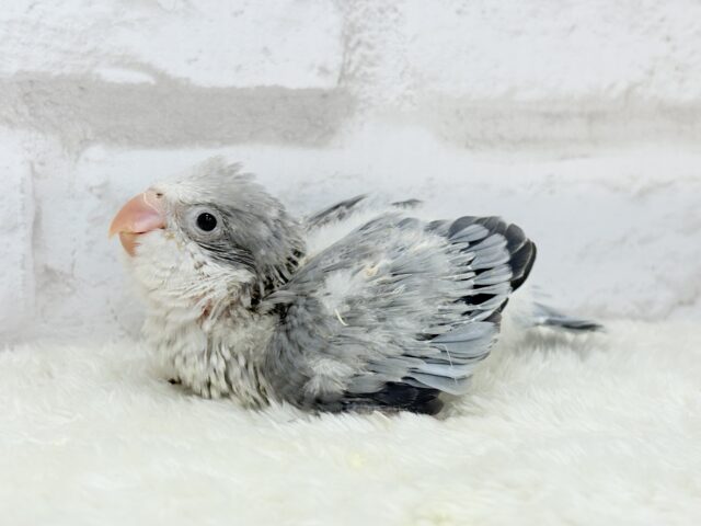 オキナインコ