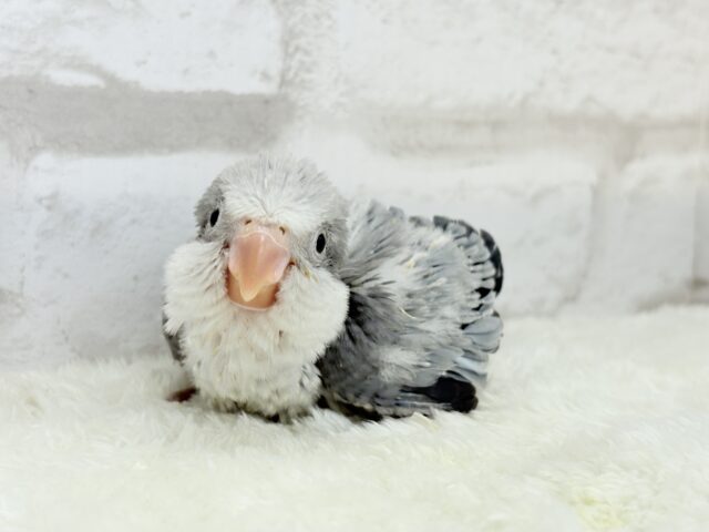 オキナインコ