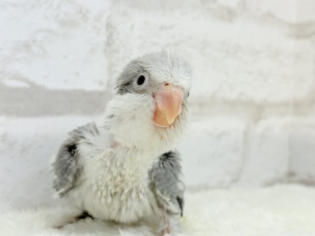 オキナインコ