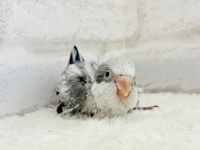 オキナインコ