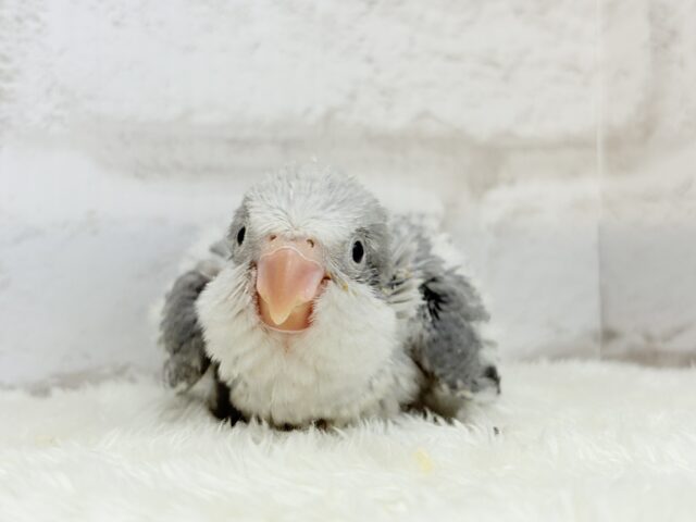 オキナインコ