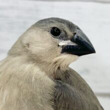 【🆙最新画像アリ‼️】ブンブンブンチョー参上🎵　桜文鳥