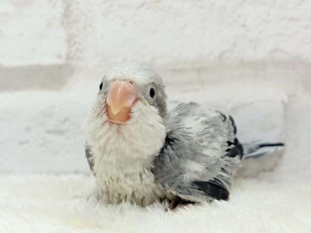 オキナインコ