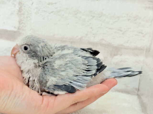 オキナインコ