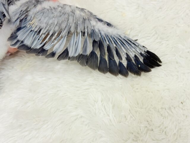 オキナインコ