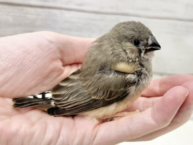 錦花鳥（キンカチョウ）