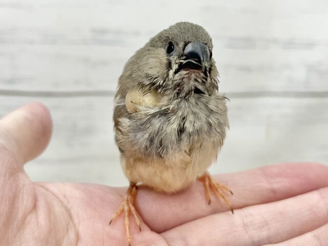 錦花鳥（キンカチョウ）