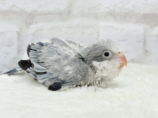 オキナインコ