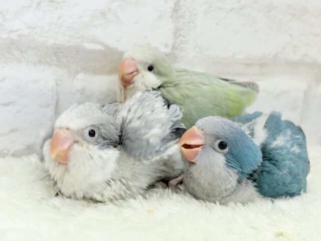 オキナインコ