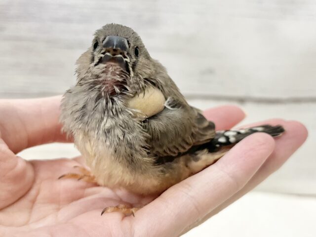 錦花鳥（キンカチョウ）