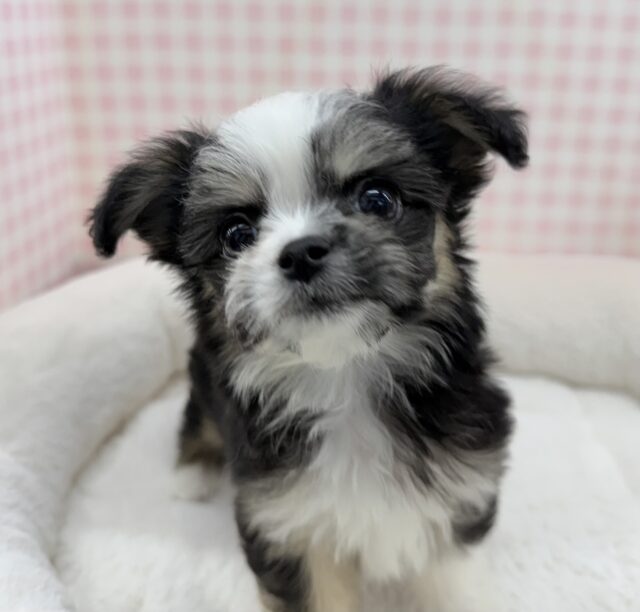 チワマル（マルチワ）