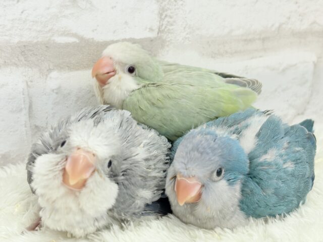 オキナインコ