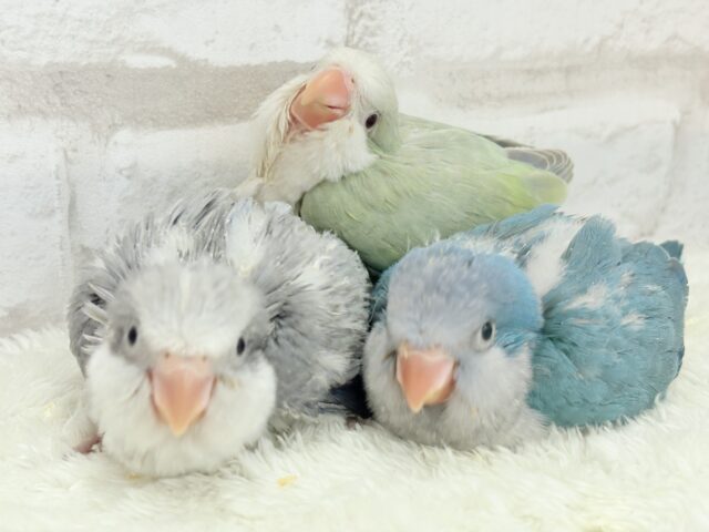 オキナインコ