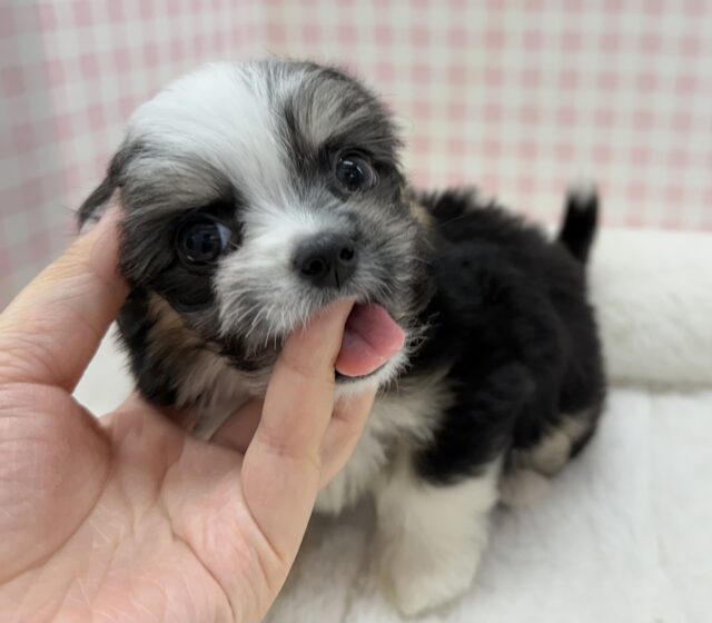 チワマル（マルチワ）