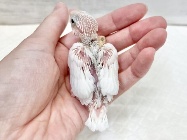 白文鳥