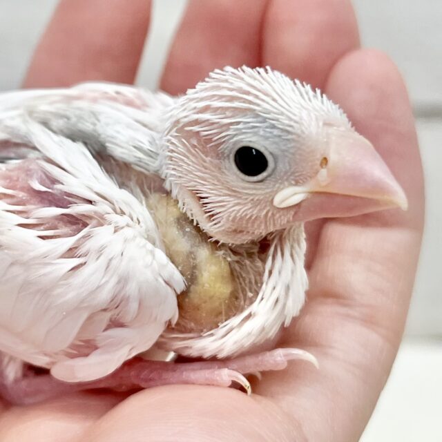 まっ白けっけのカワイイ子🤍　白文鳥