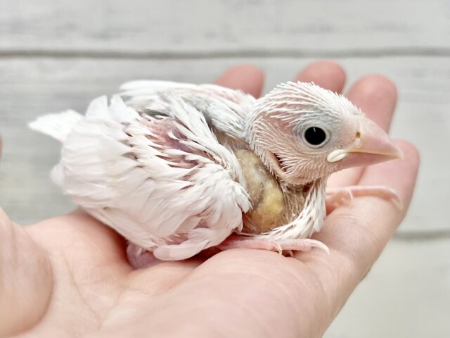 白文鳥