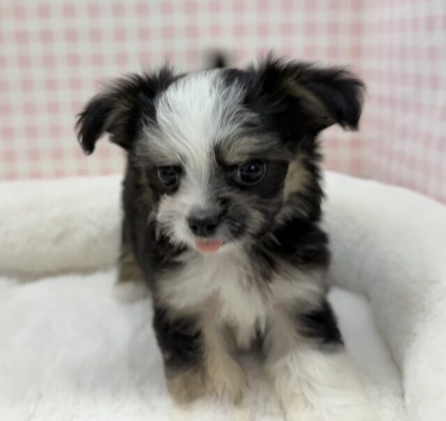 チワマル（マルチワ）