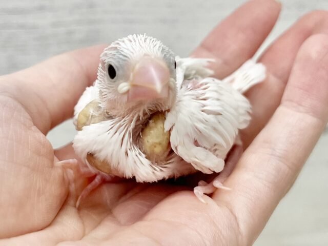 白文鳥