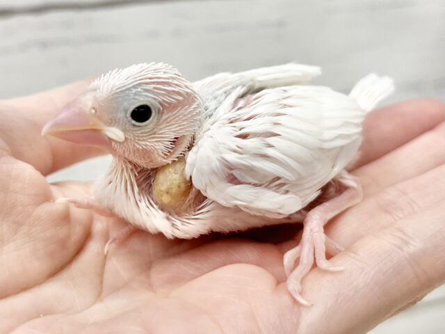 白文鳥