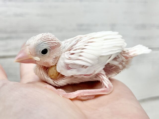 白文鳥