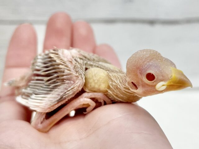 シナモン文鳥