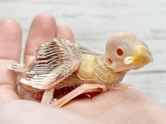シナモン文鳥