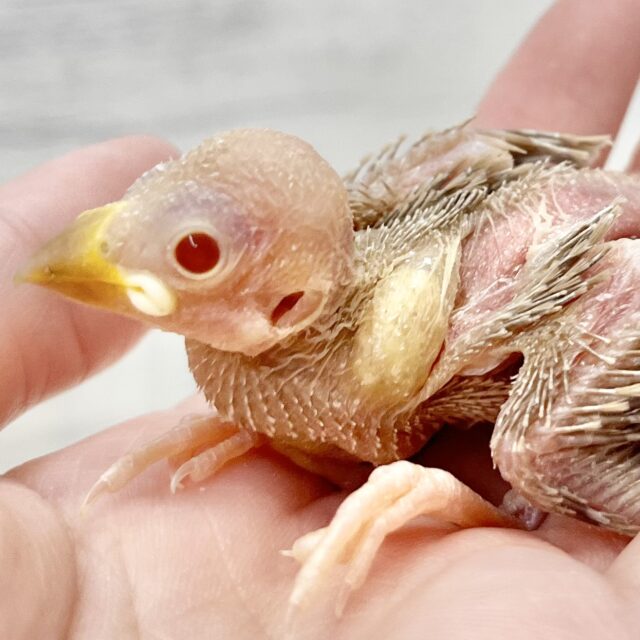 キレイなルビーアイです🍒✨　シナモン文鳥