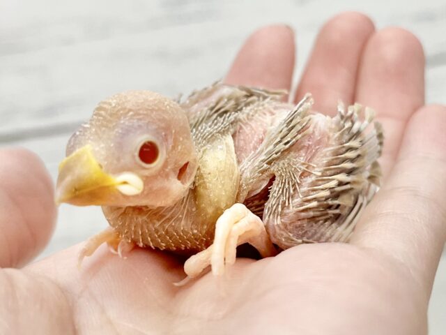 シナモン文鳥