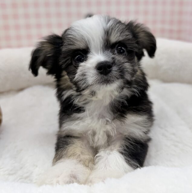 チワマル（マルチワ）