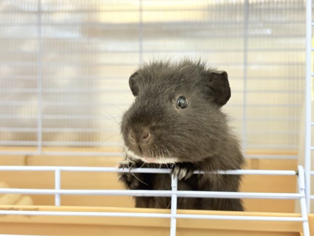 テディモルモット