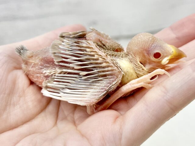 シナモン文鳥