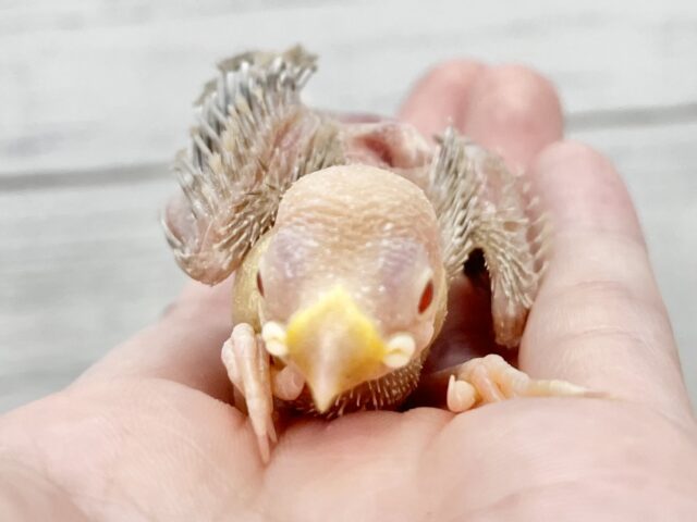 シナモン文鳥