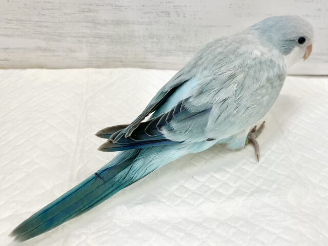 オキナインコ