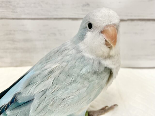 オキナインコ