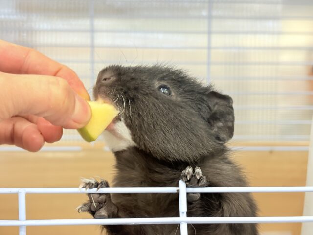 テディモルモット