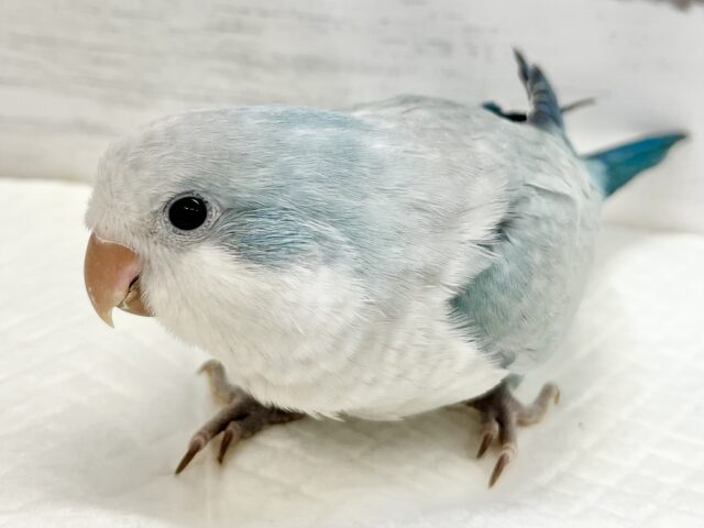 オキナインコ