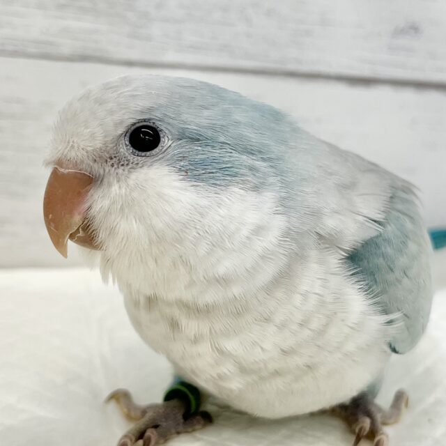 淡めブルーのおすましさん❣️ オキナインコ（ブルーオパーリン）