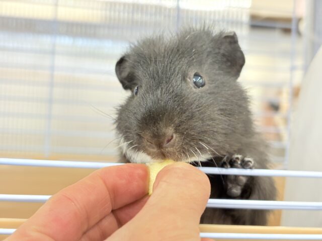 テディモルモット