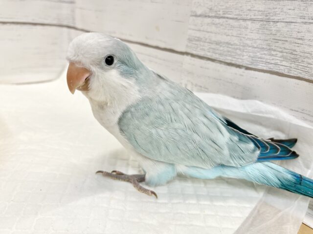 オキナインコ