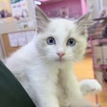 最新📷美猫降臨！ラグドールの女の子！