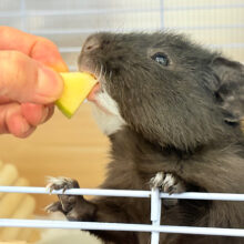 【最新画像・動画更新🪄】まっくろくろすけ…？( Ꙭ)テディモルモット(男の子)