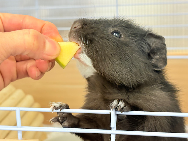 【最新画像・動画更新🪄】まっくろくろすけ…？( Ꙭ)テディモルモット(男の子)